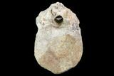 Bargain, Pachycephalosaurus Caudal Vertebra - Montana #101767-2